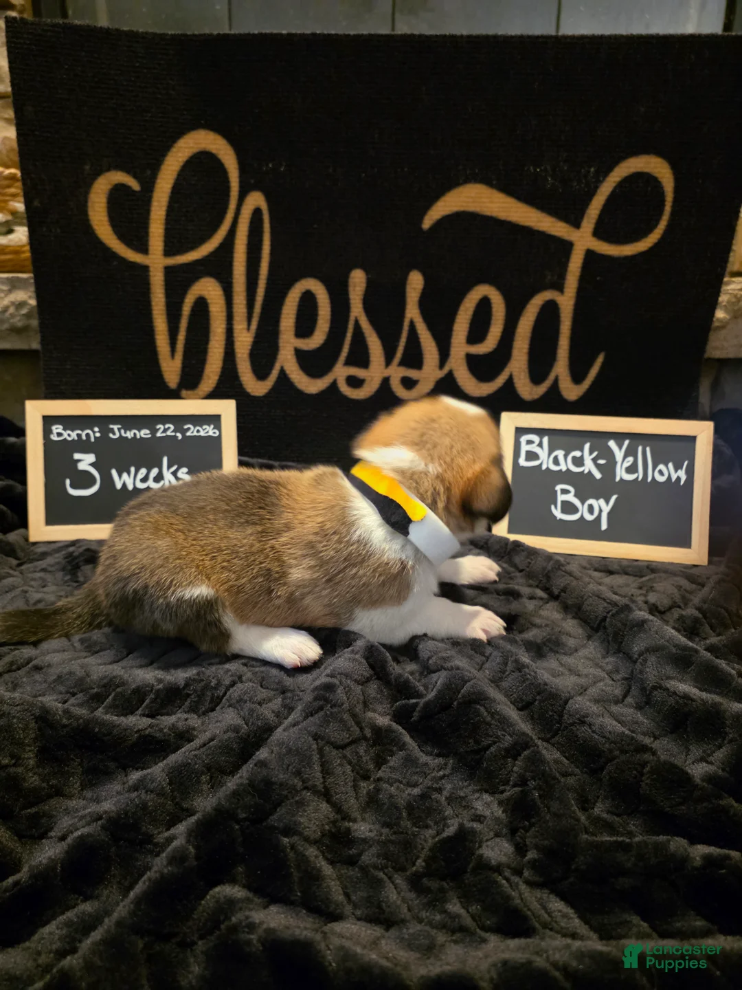 Mixed Breed dogs for sale: Black-Yellow Boy - Ad 2