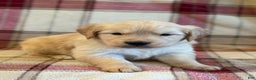 Golden Retriever dogs for sale: Sondra - Ad 4