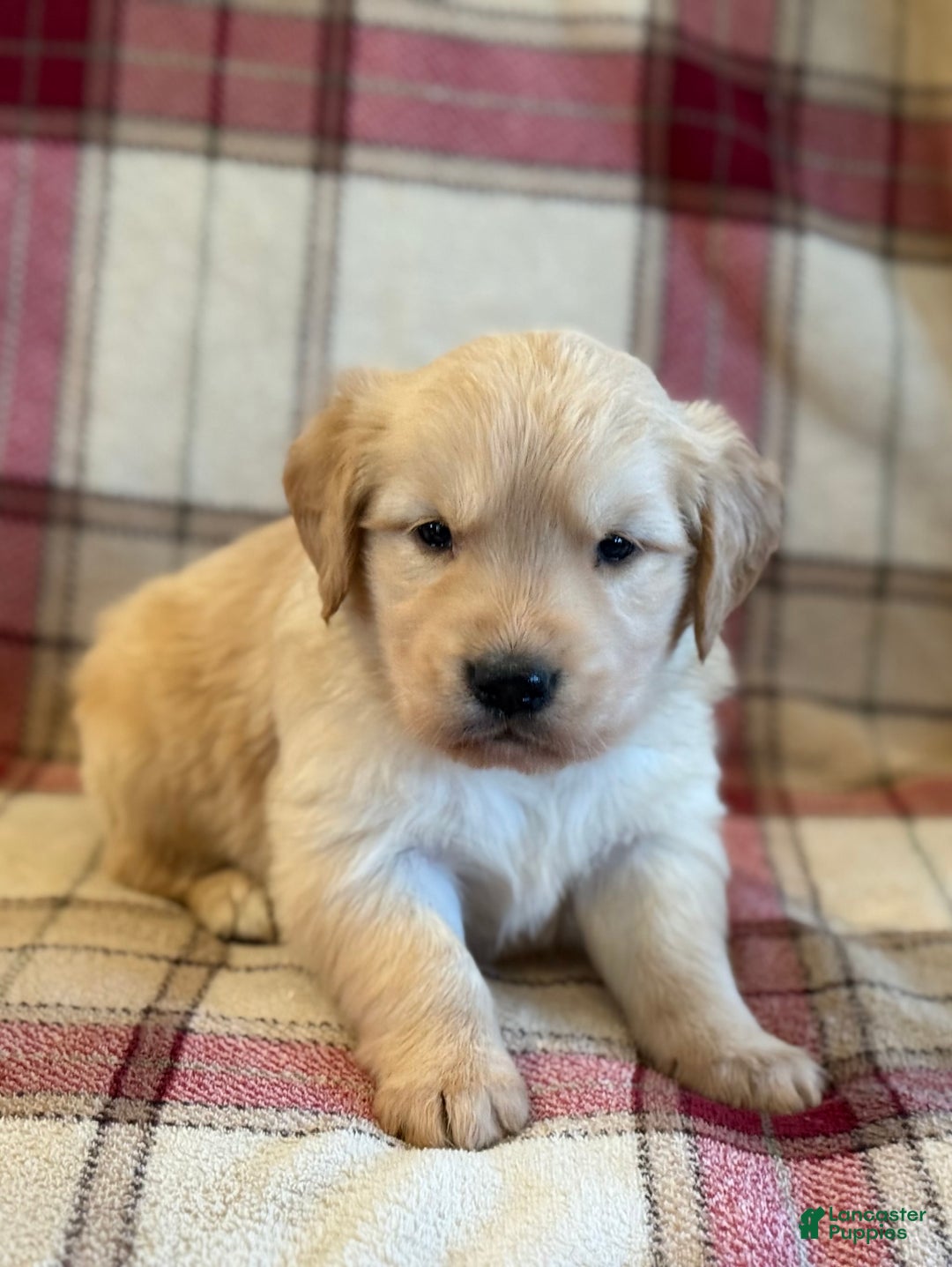Golden Retriever dogs for sale: Sondra - Ad 4