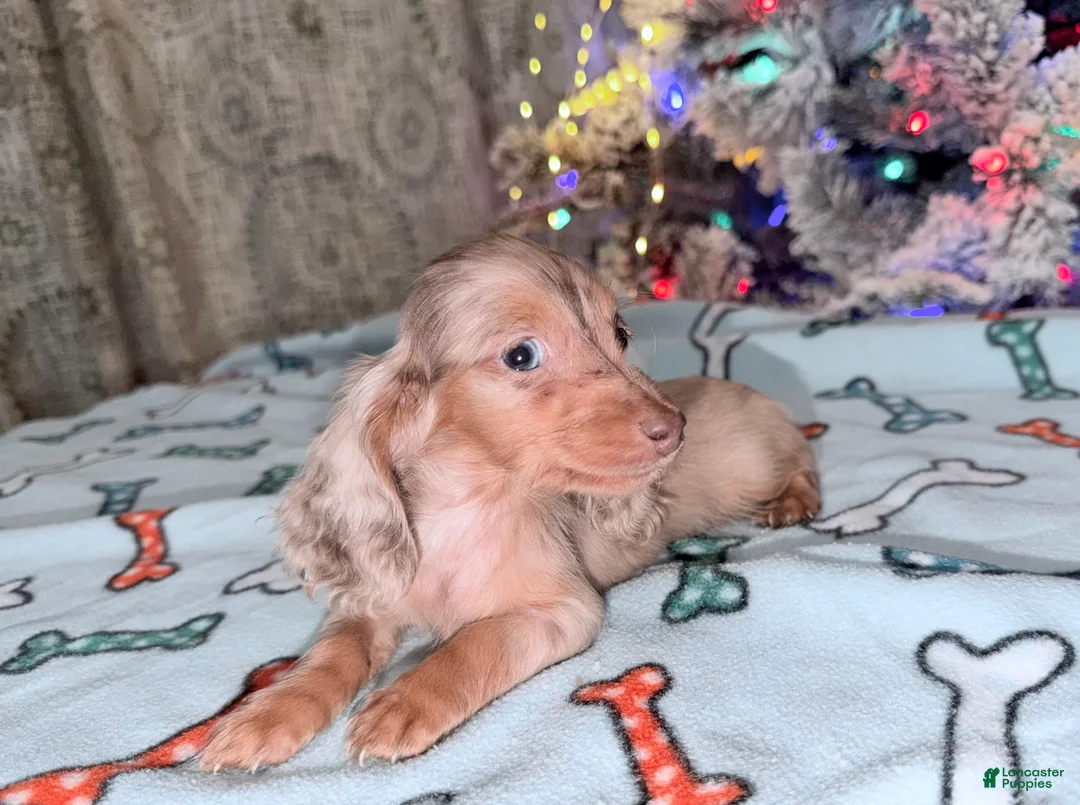 Miniature Dachshund dogs for sale: Bright blue eye - Ad 24