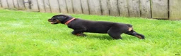 Rottweiler dogs for sale: Luna  - Ad 3