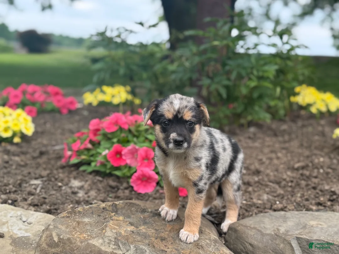 Mixed Breed dogs for sale: Rocy - Ad 2