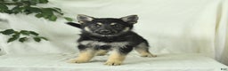 Gerberian Shepsky dogs for sale: Marigold - Ad 5
