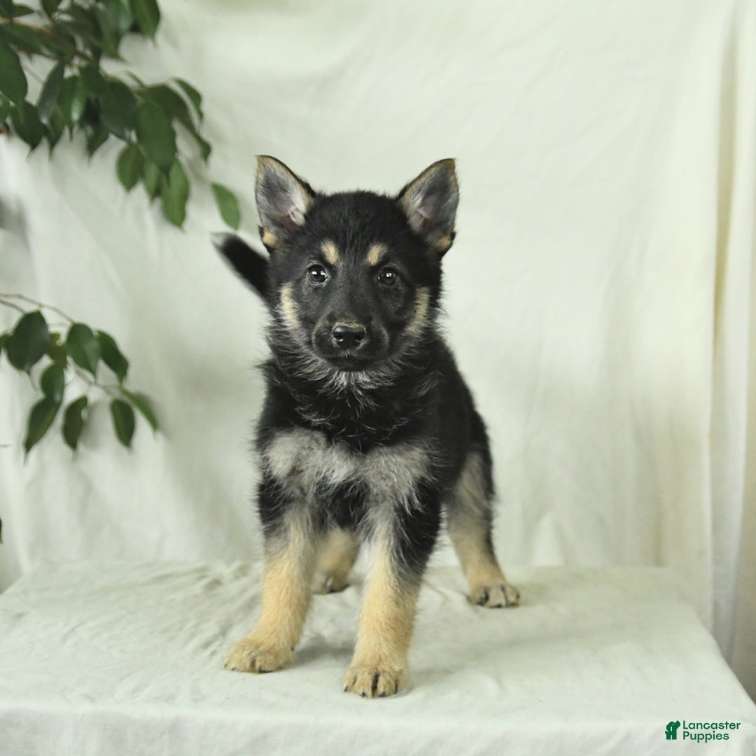 Gerberian Shepsky dogs for sale: Marigold - Ad 5