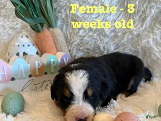 Bernese Mountain Dog dogs Riley - Ad 6