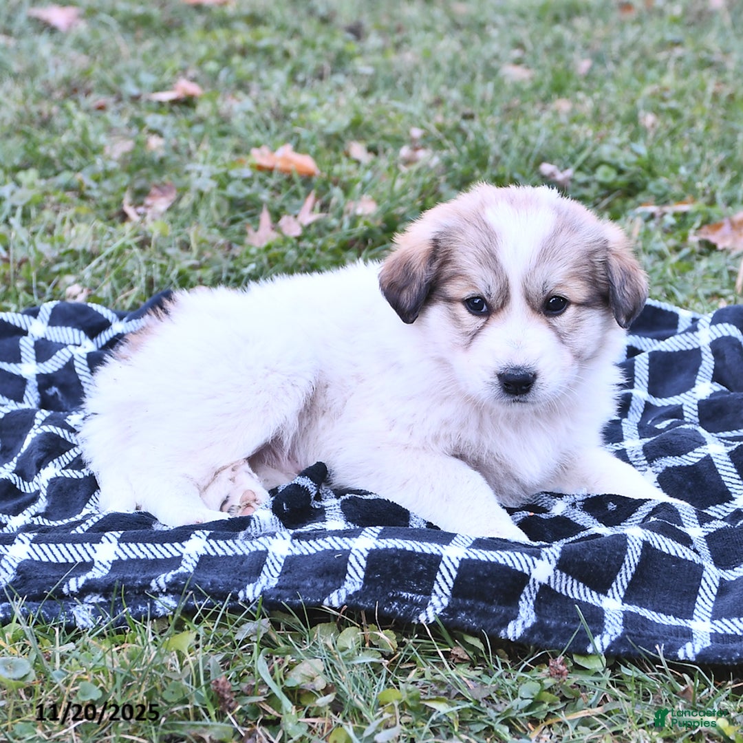 Great Pyrenees dogs for sale: Haley - Ad 9