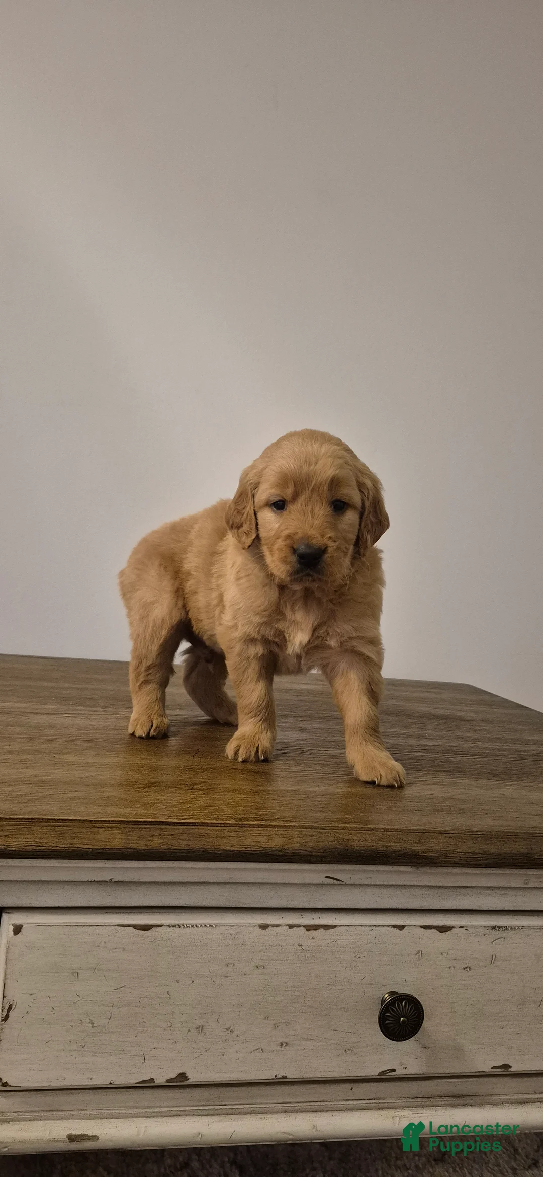 Golden Retriever dogs for sale: Milo - Ad 3