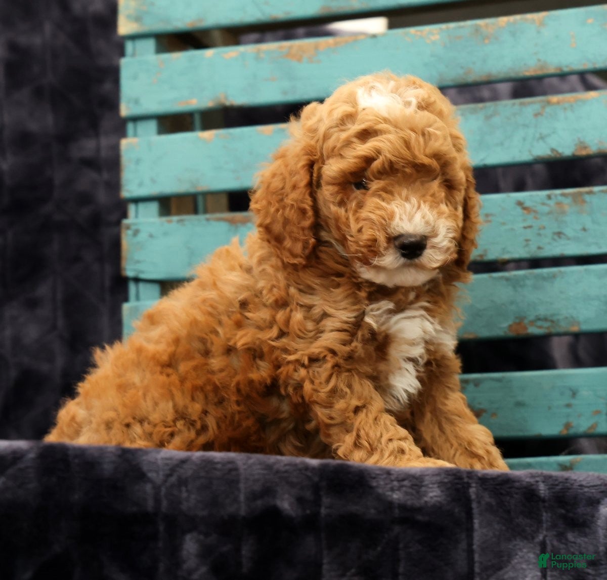 Miniature Poodle dogs Max - Ad 1