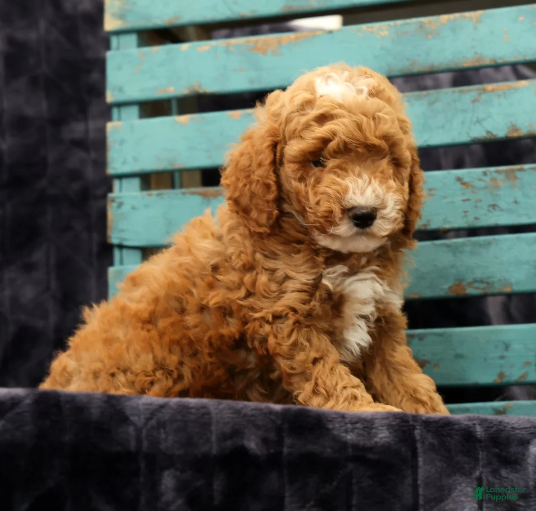 Miniature Poodle dogs for sale: Max - Ad 1