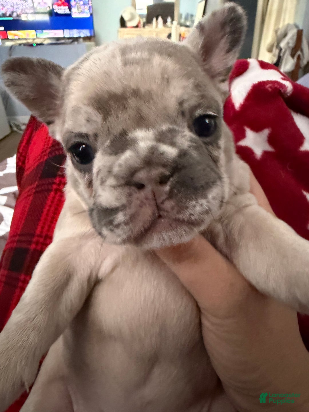 French Bulldog dogs for sale: French Bulldog Puppy 2 - Ad 4