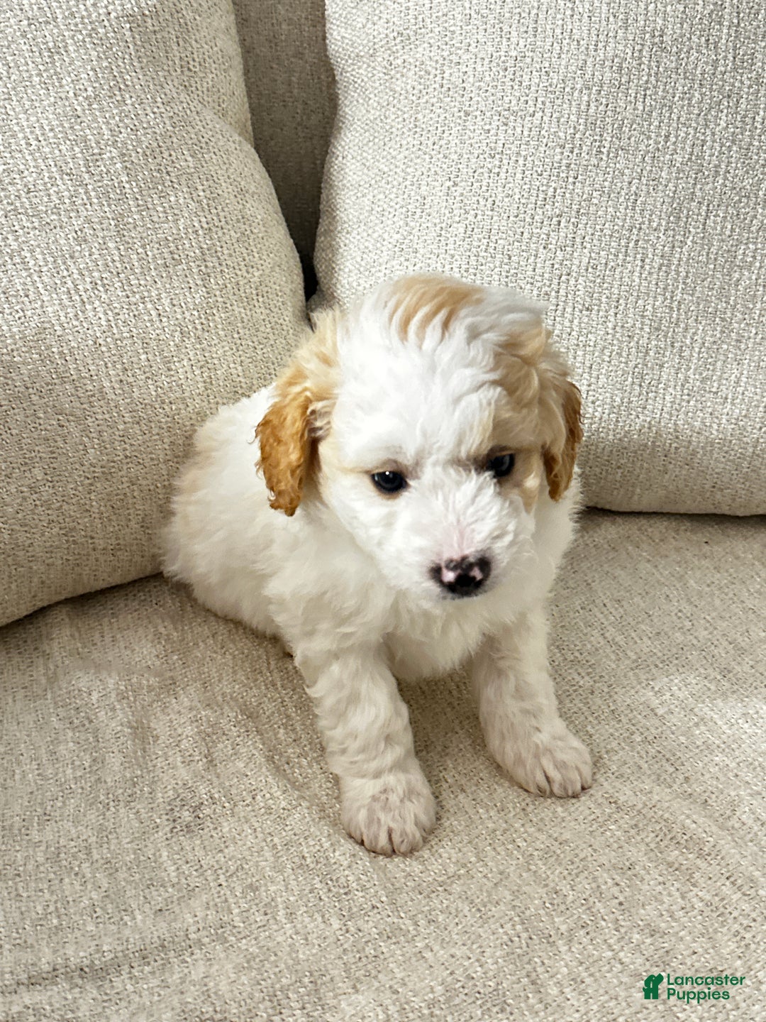 Mixed Breed dogs for sale: Wes - Ad 2