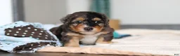 Mini Bernedoodle dogs for sale: Duke - Ad 13