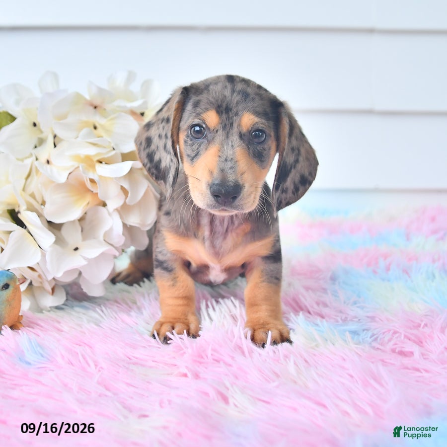 Miniature Dachshund dogs Ian - Ad 1
