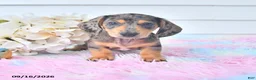 Miniature Dachshund dogs for sale: Ian - Ad 1