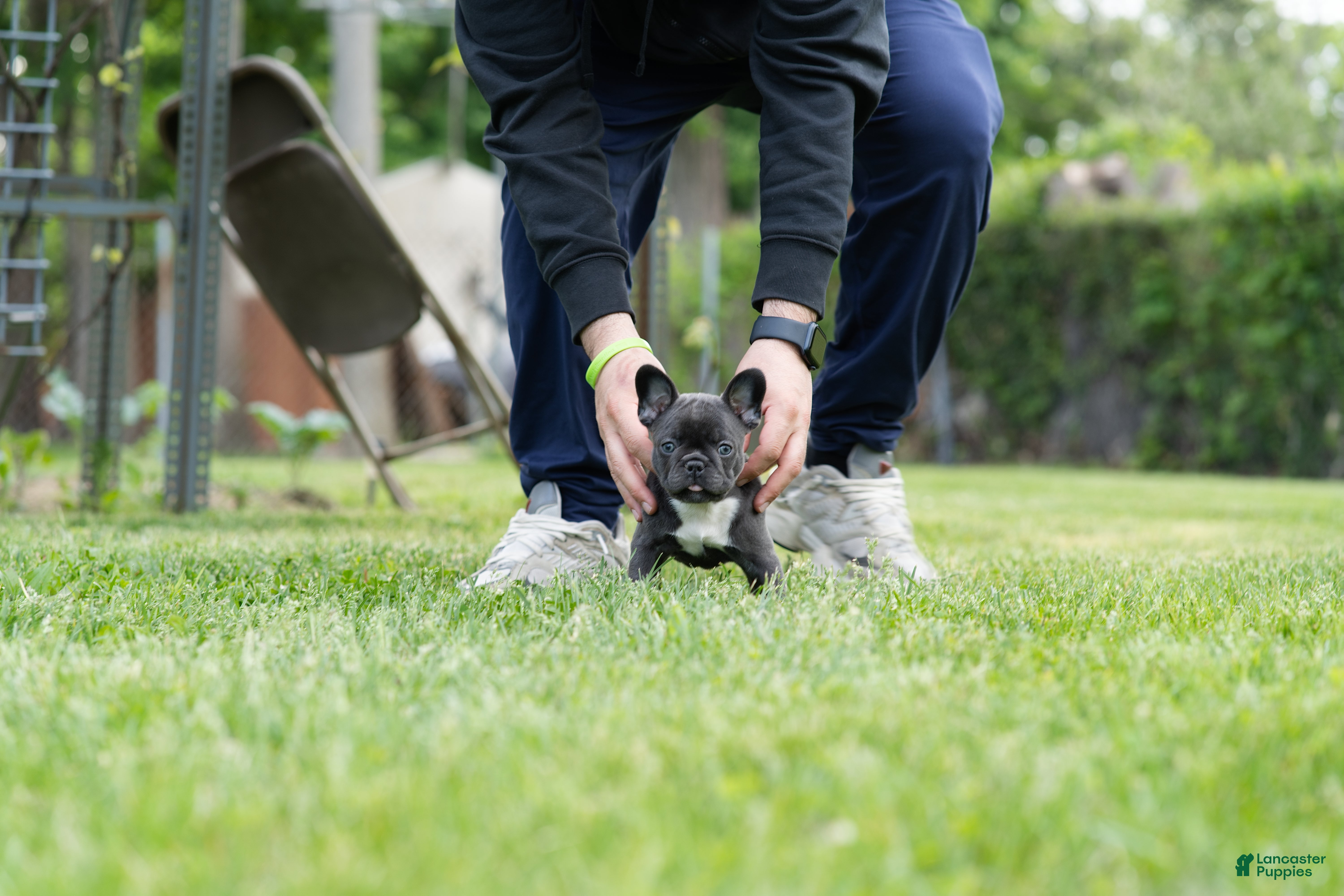 French Bulldog dogs French Bulldog Puppy 1 - Ad 4