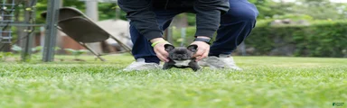 French Bulldog Puppy 1
