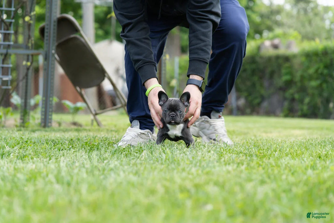French Bulldog dogs for sale: French Bulldog Puppy 1 - Ad 1