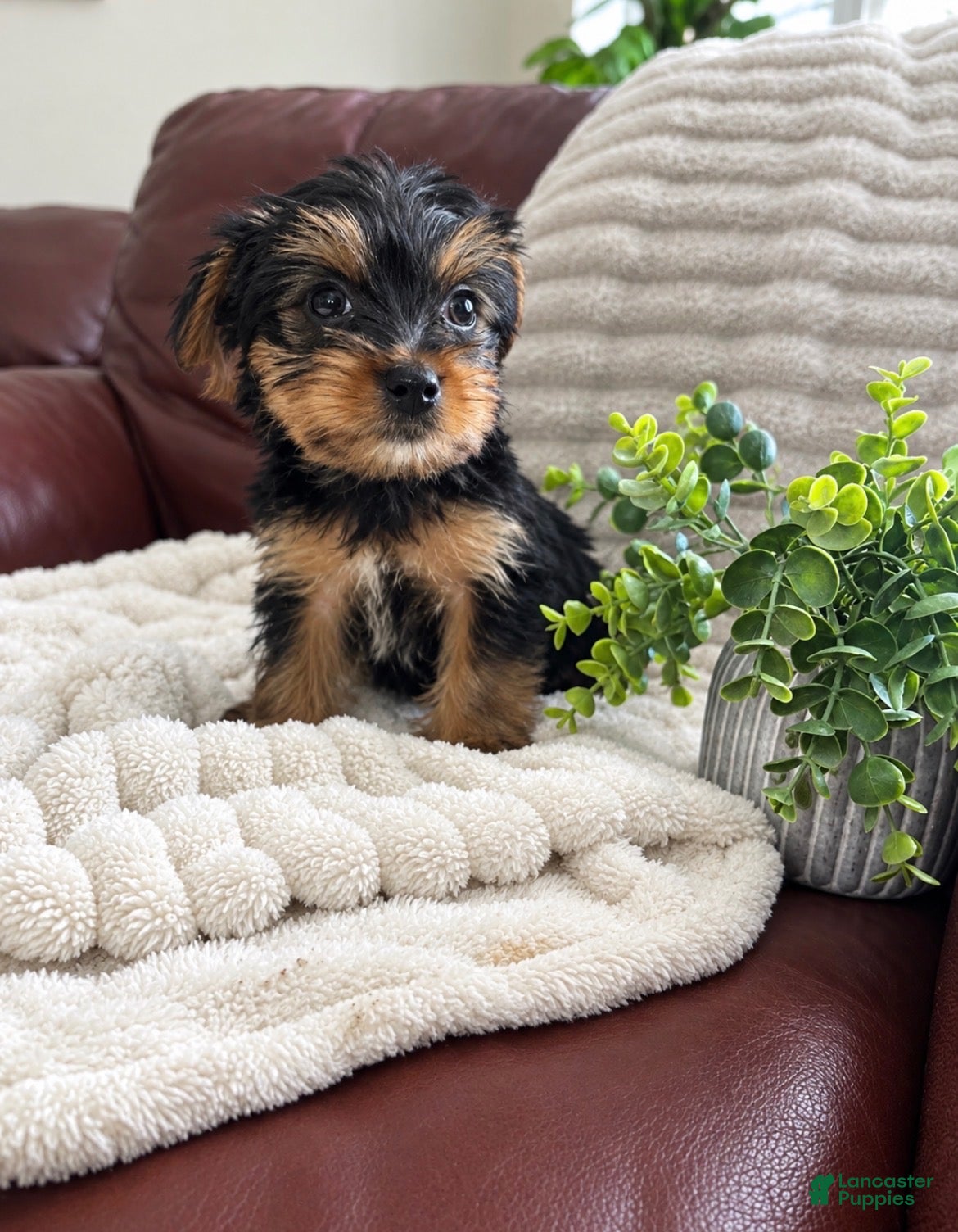 Yorkshire Terrier dogs Cooper  - Ad 10