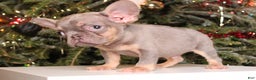 French Bulldog dogs for sale: Teacup  Lucas  - Ad 3