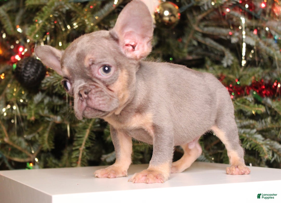 French Bulldog dogs for sale: Teacup  Lucas  - Ad 3