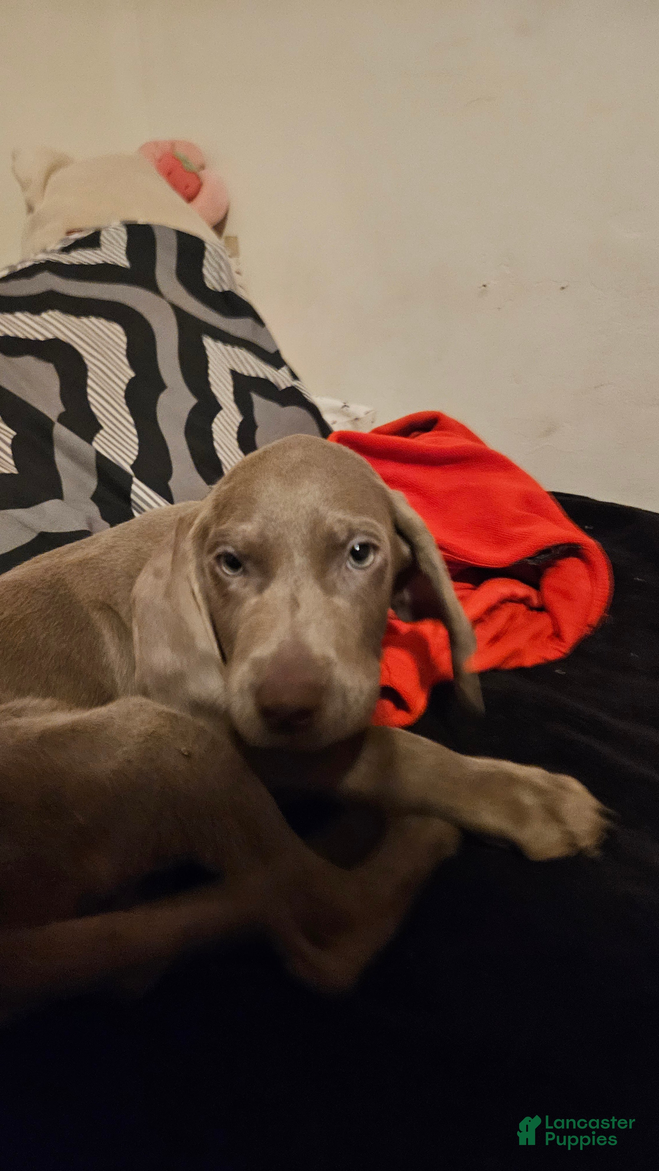 Weimaraner dogs Weimaraner 5 - Ad 4