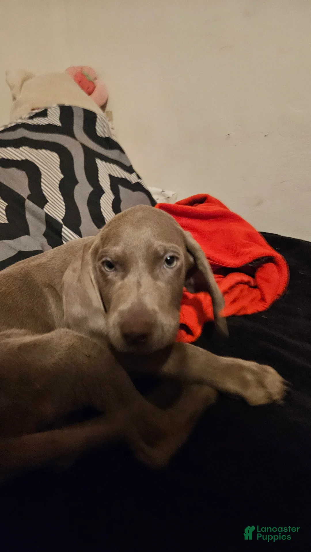 Weimaraner dogs for sale: Weimaraner 5 - Ad 1