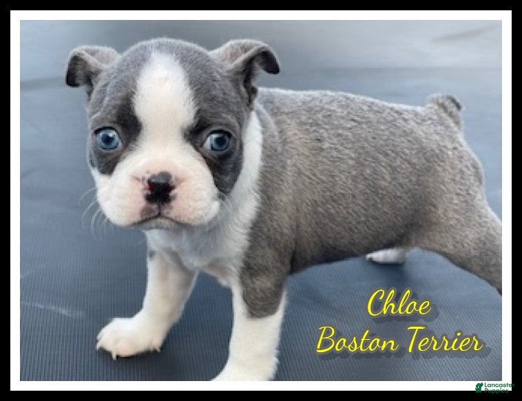 Boston Terrier dogs Chloe - Ad 1
