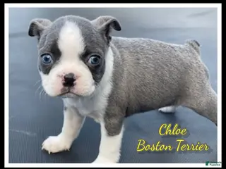 Boston Terrier dogs for sale: Chloe - Ad 3