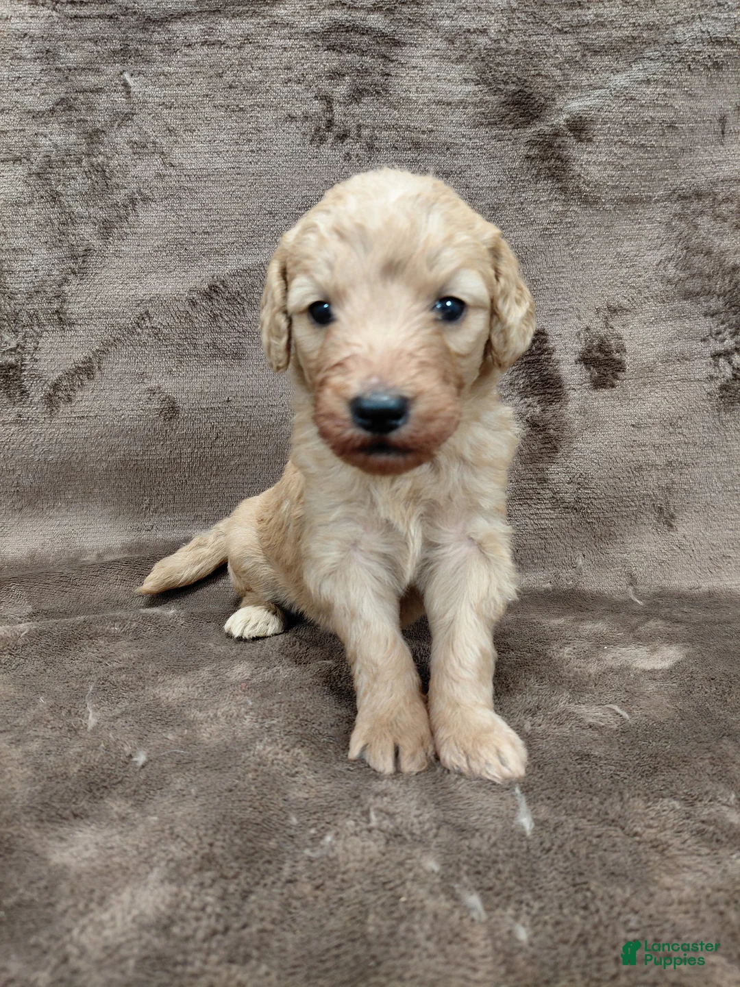 Goldendoodle dogs for sale: Findley Standard  - Ad 6