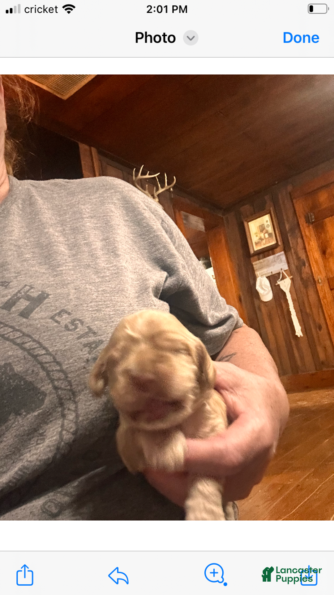 Cocker Spaniel dogs for sale: Jaja - Ad 1