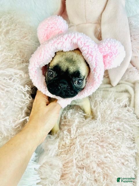 Pug dogs Pug Puppy 1 - Ad 6
