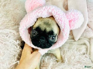 Pug dogs Pug Puppy 1 - Ad 6