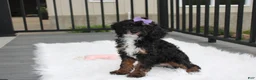 Miniature Poodle dogs for sale: Amber  - Ad 9