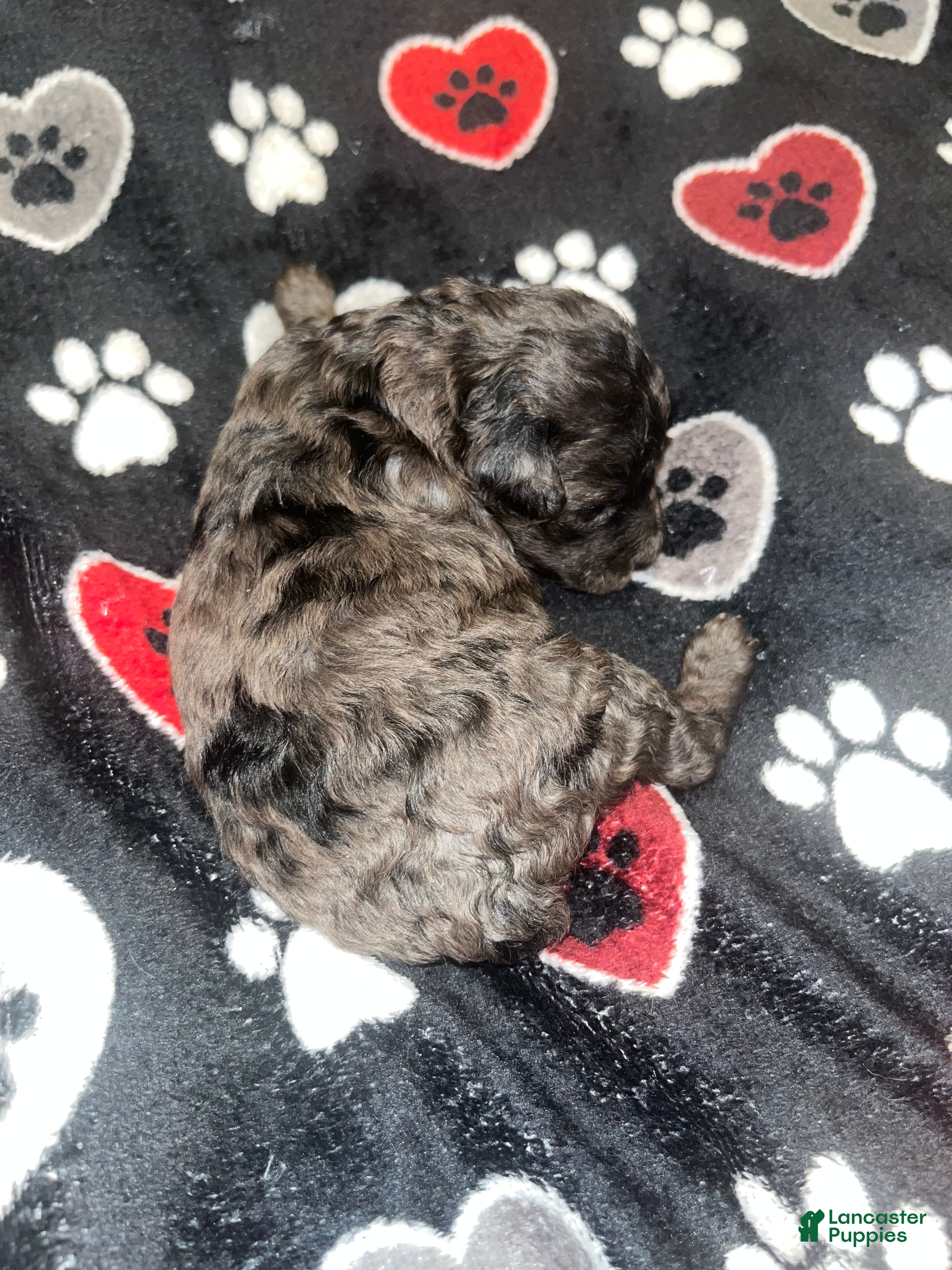 Yorkiepoo dogs Stitch - Ad 40