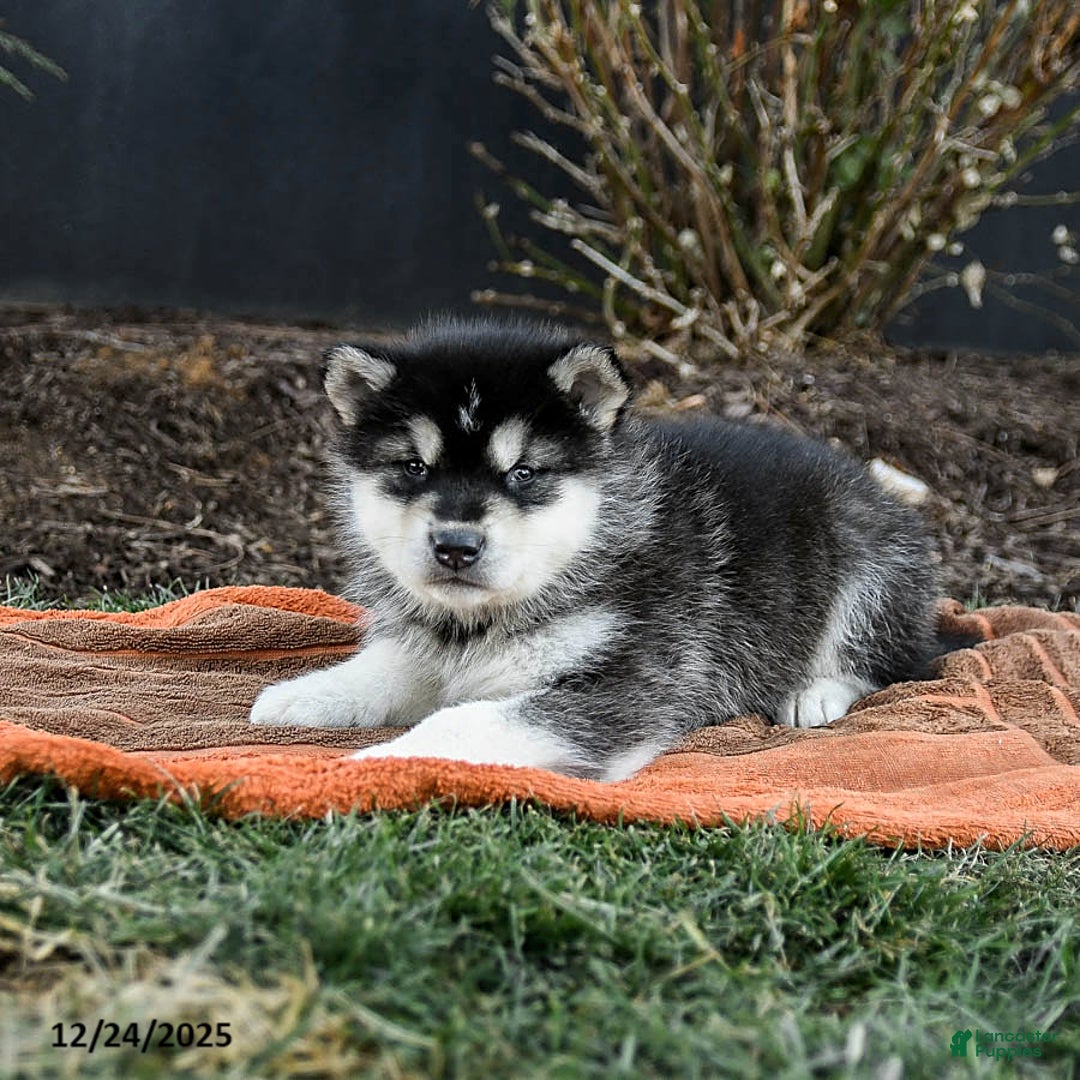 Alaskan Malamute dogs for sale: Jovi - Ad 5