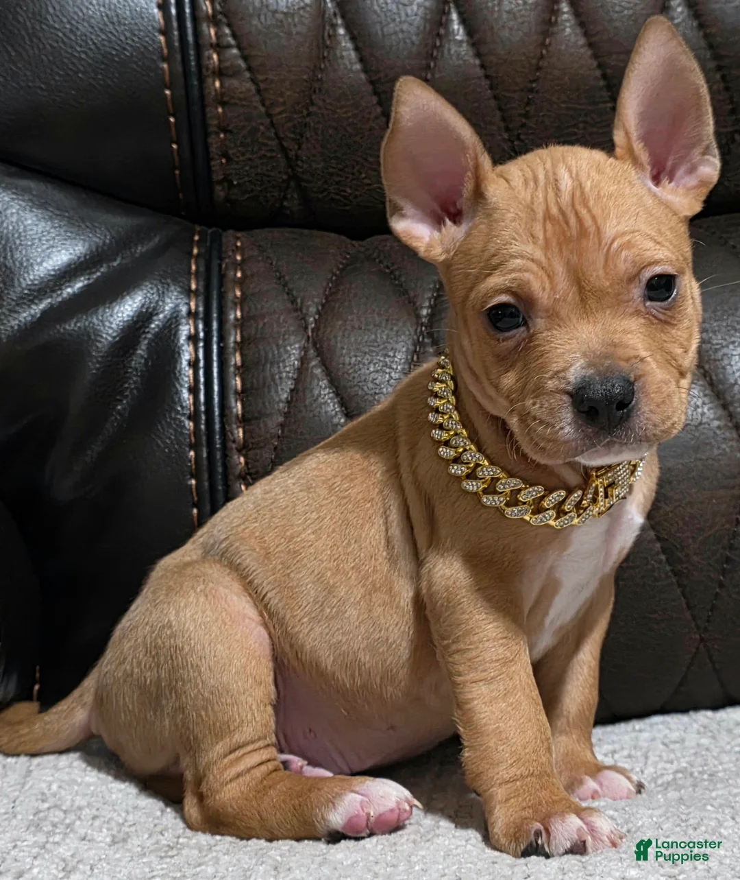 American Pit Bull Terrier dogs for sale: Pluto - Ad 2