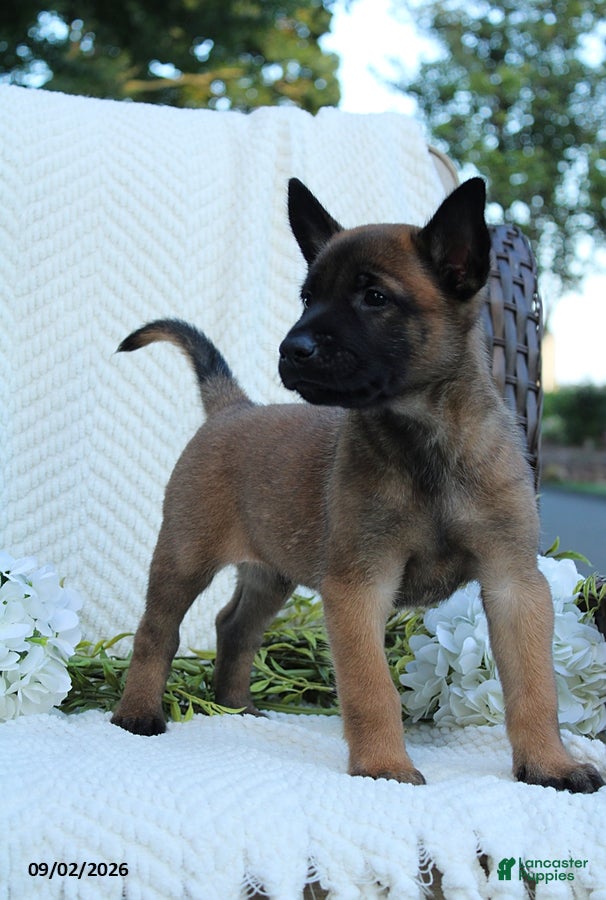 Belgian Malinois dogs Zeus - Ad 2