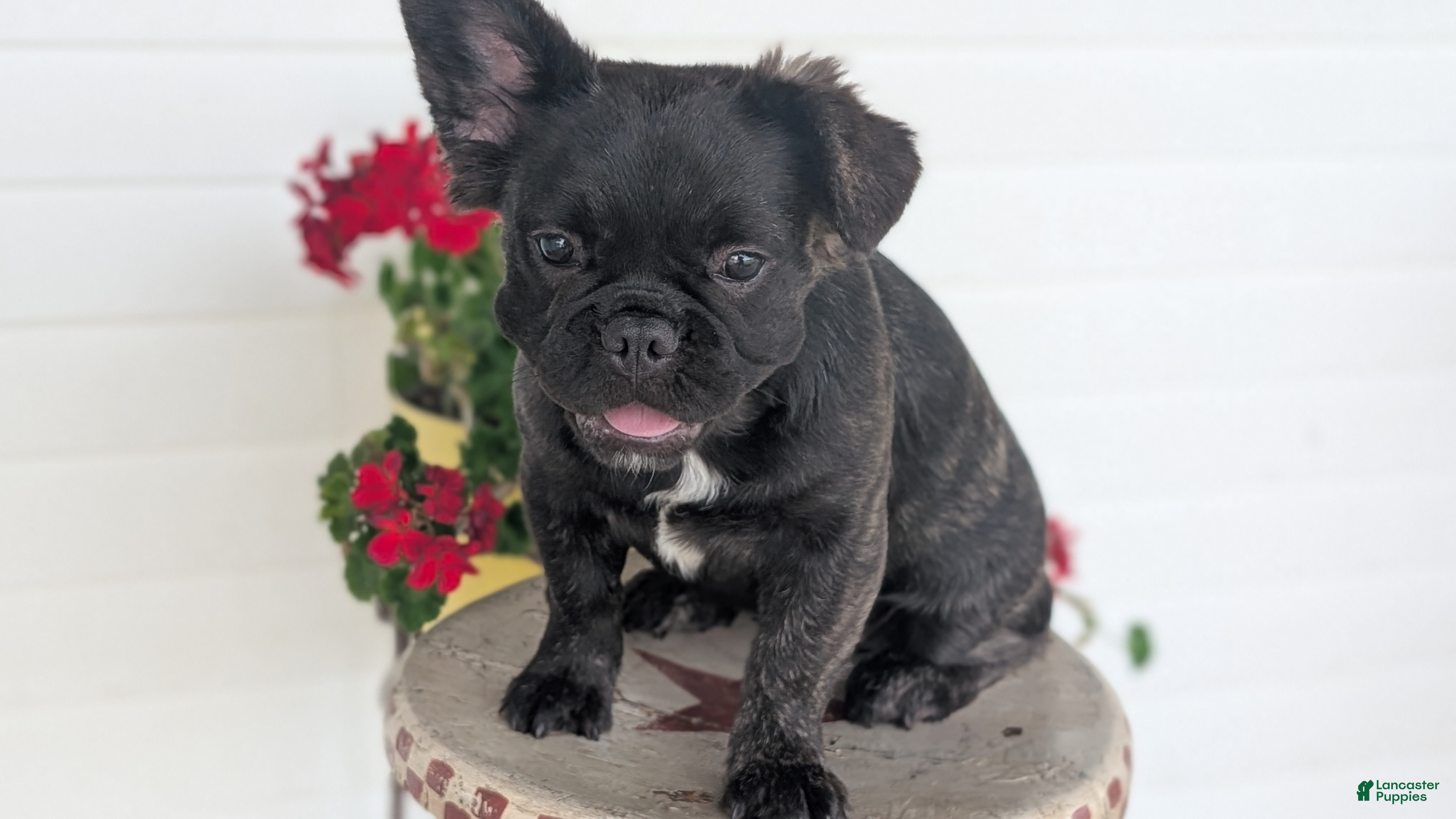 French Bulldog dogs Emmy - Ad 2
