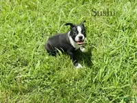 Boston Terrier dogs Sushi - Ad 17