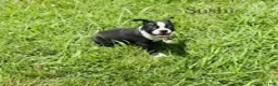 Boston Terrier dogs for sale: Sushi - Ad 1