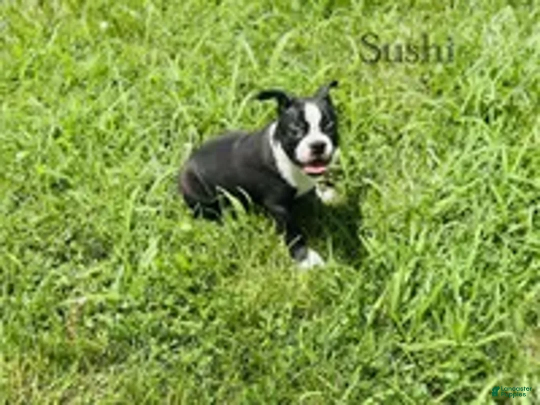 Boston Terrier dogs for sale: Sushi - Ad 1