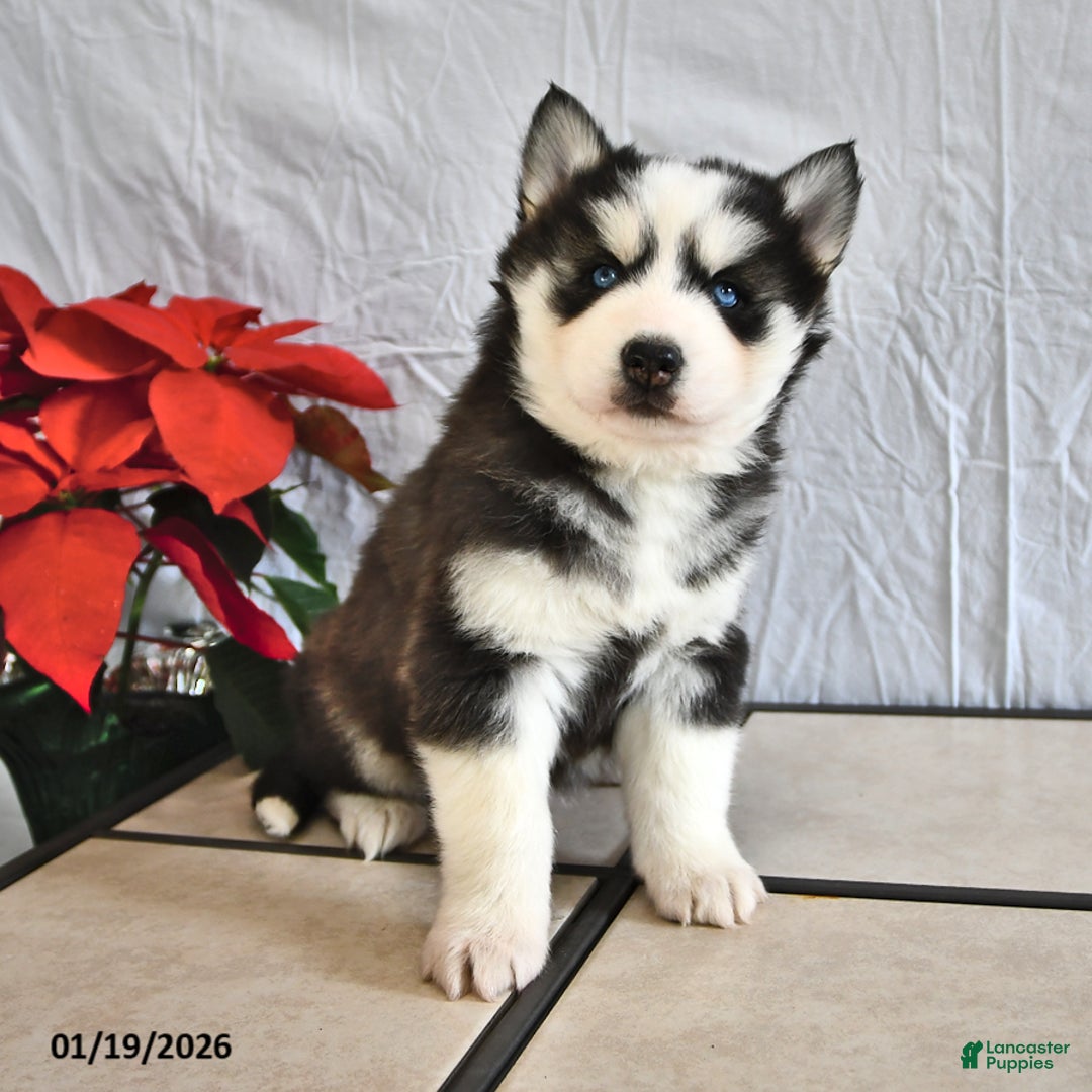 Siberian Husky dogs for sale: Fluffy - Ad 2