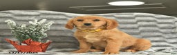 Miniature Golden Retriever dogs for sale: Rudolph  - Ad 2