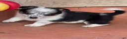 Mixed Breed dogs for sale: Queenie (mini cowboy corgi) - Ad 2