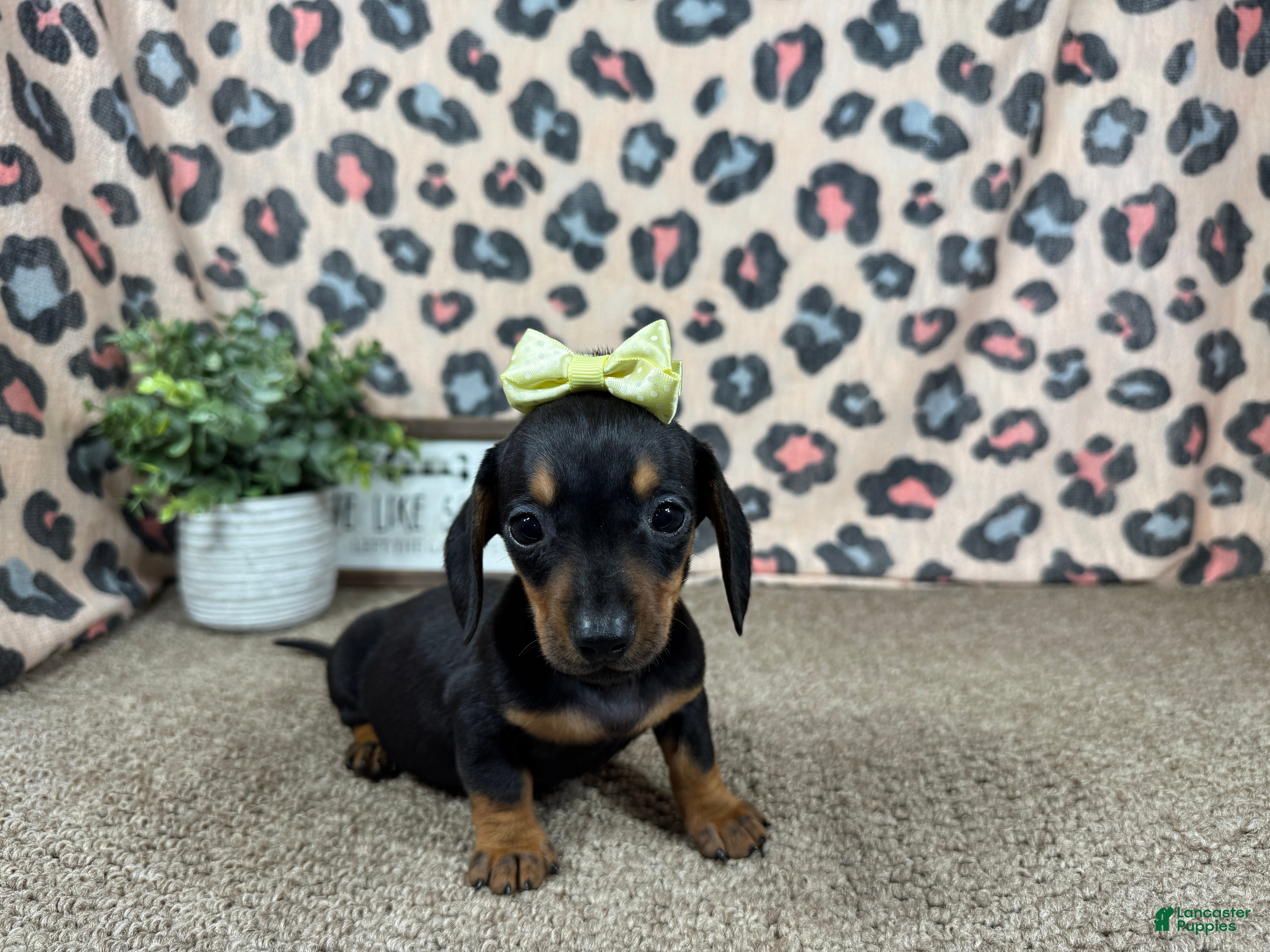 Miniature Dachshund dogs Miniature Dachshund 1 - Ad 20