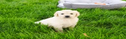 Golden Retriever dogs for sale: Brody  - Ad 5