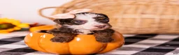 Bernedoodle dogs for sale: Haven - Ad 3