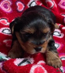 Yorkshire Terrier dogs Caldwell - Ad 13