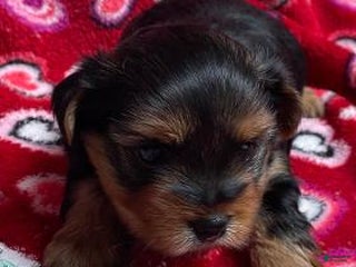 Yorkshire Terrier dogs Caldwell - Ad 27