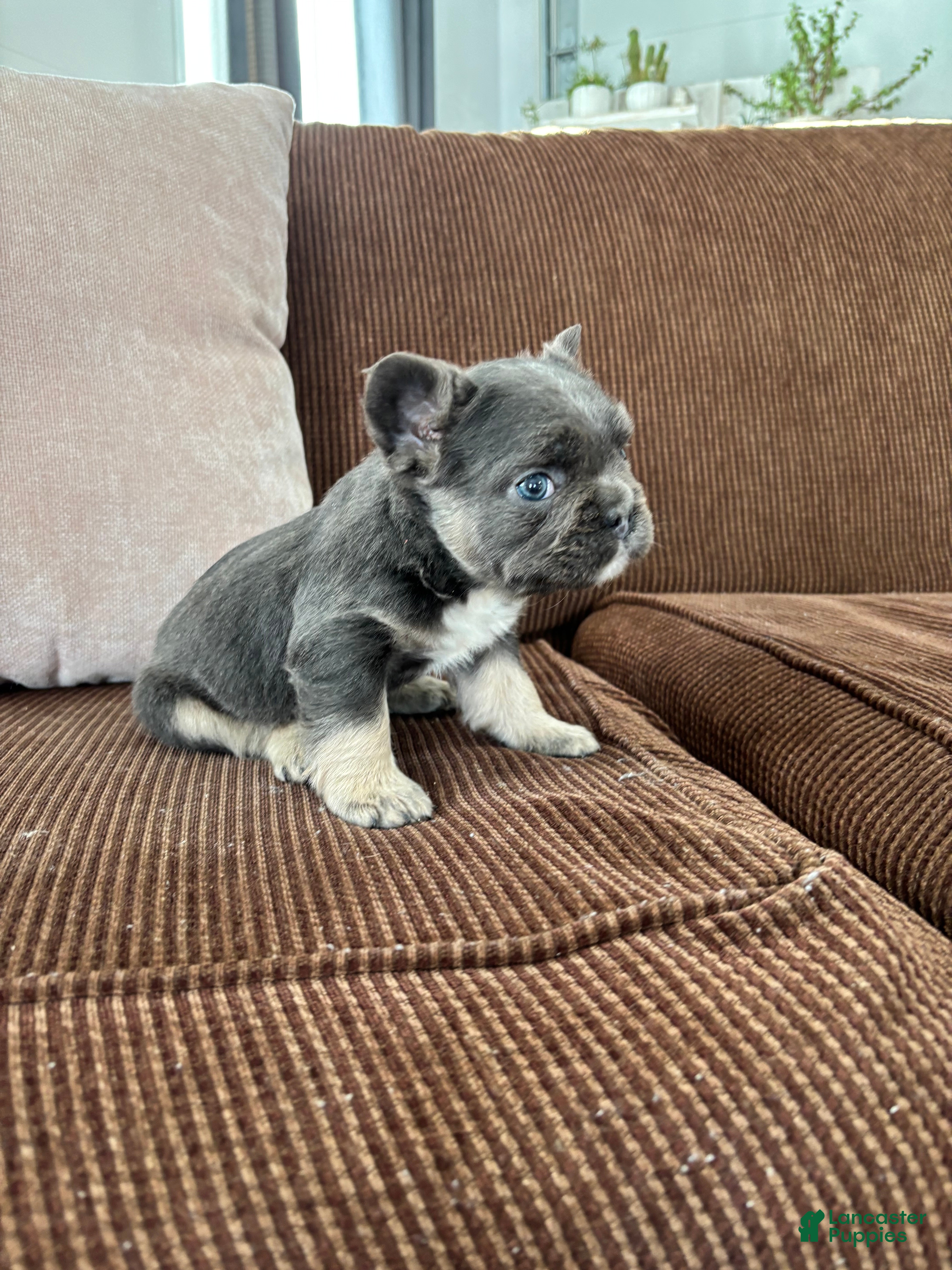 French Bulldog dogs French Bulldog Puppy 1 - Ad 2